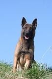 MALINOIS 1056